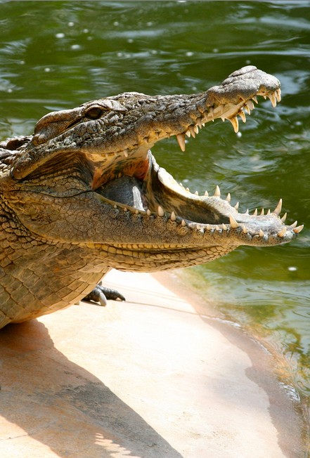 Inwazja krokodyli
